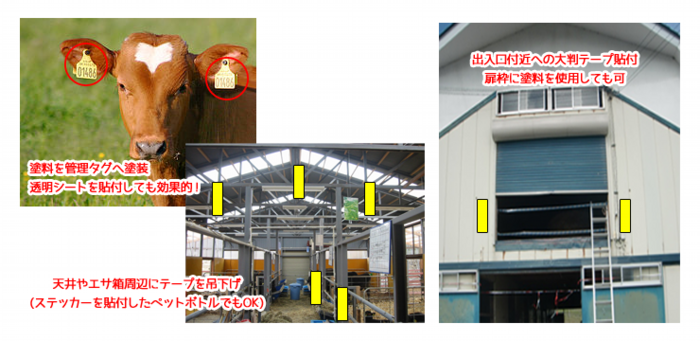仔牛の耳標に透明シートや塗料の施工をする事で、カラスからの襲撃を守ります