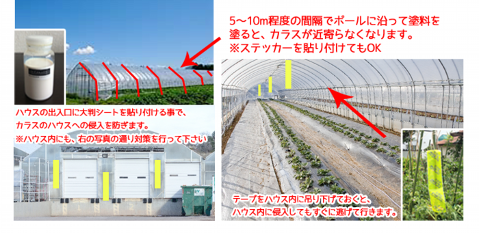 ビニールハウスの鉄骨部分に塗料を塗ったり、等間隔にテープを吊下げる事で、カラス対策効果を発揮します
