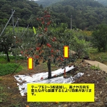 樹木に吊り下げ