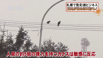 カラスの眼を刺激します