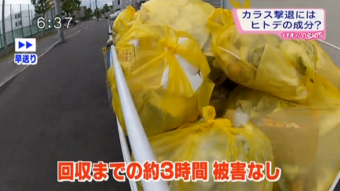 ネット無しのゴミ置き場でも安心