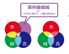 人間とカラスの色覚の違い