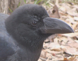 ハシブトガラス