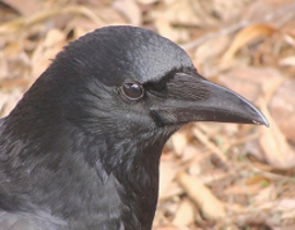 ハシボソガラス