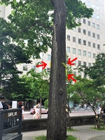 札幌市時計台のカラス対策