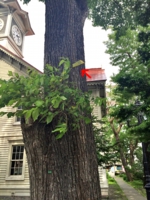 札幌市時計台のカラス対策